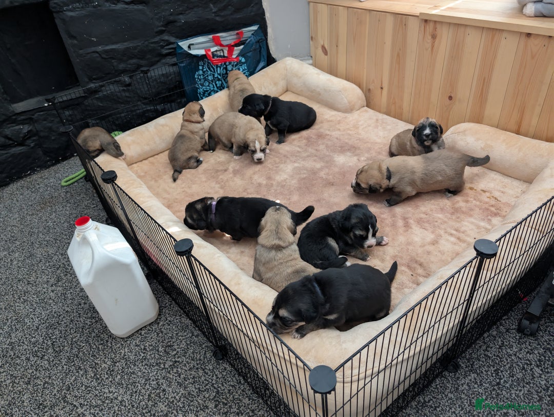 Mixed Breed dogs for sale: St Bernese X swiss Shepard pups - Image 1