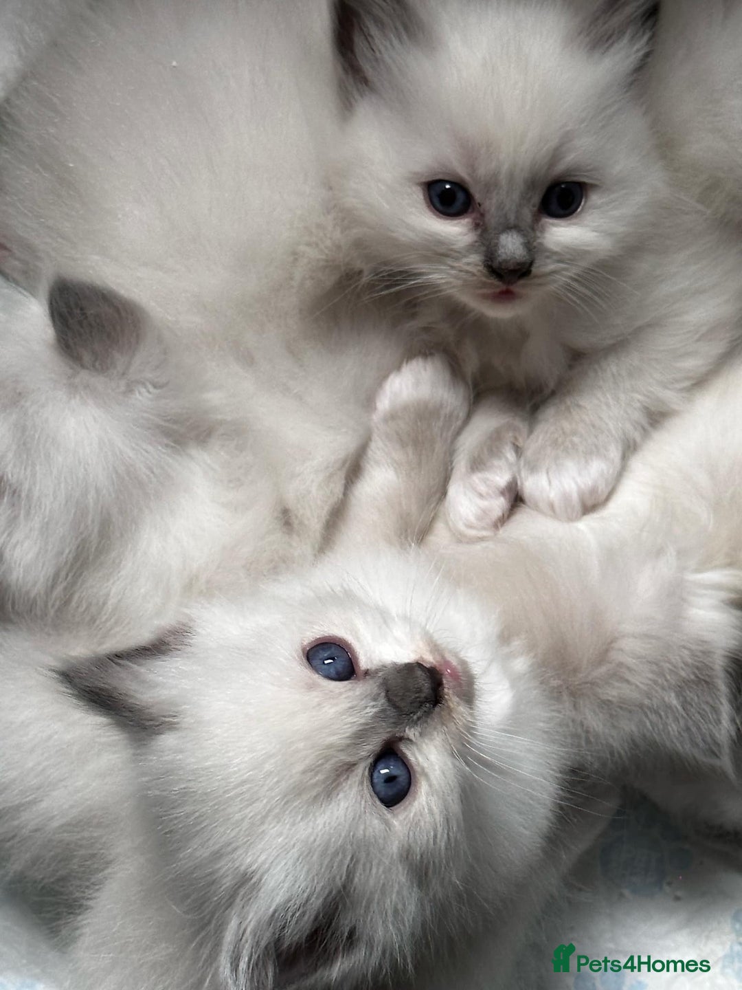 Ragdoll cats for sale: 🤎Beautiful Ragdolls Kittens🤎 - Advert 6