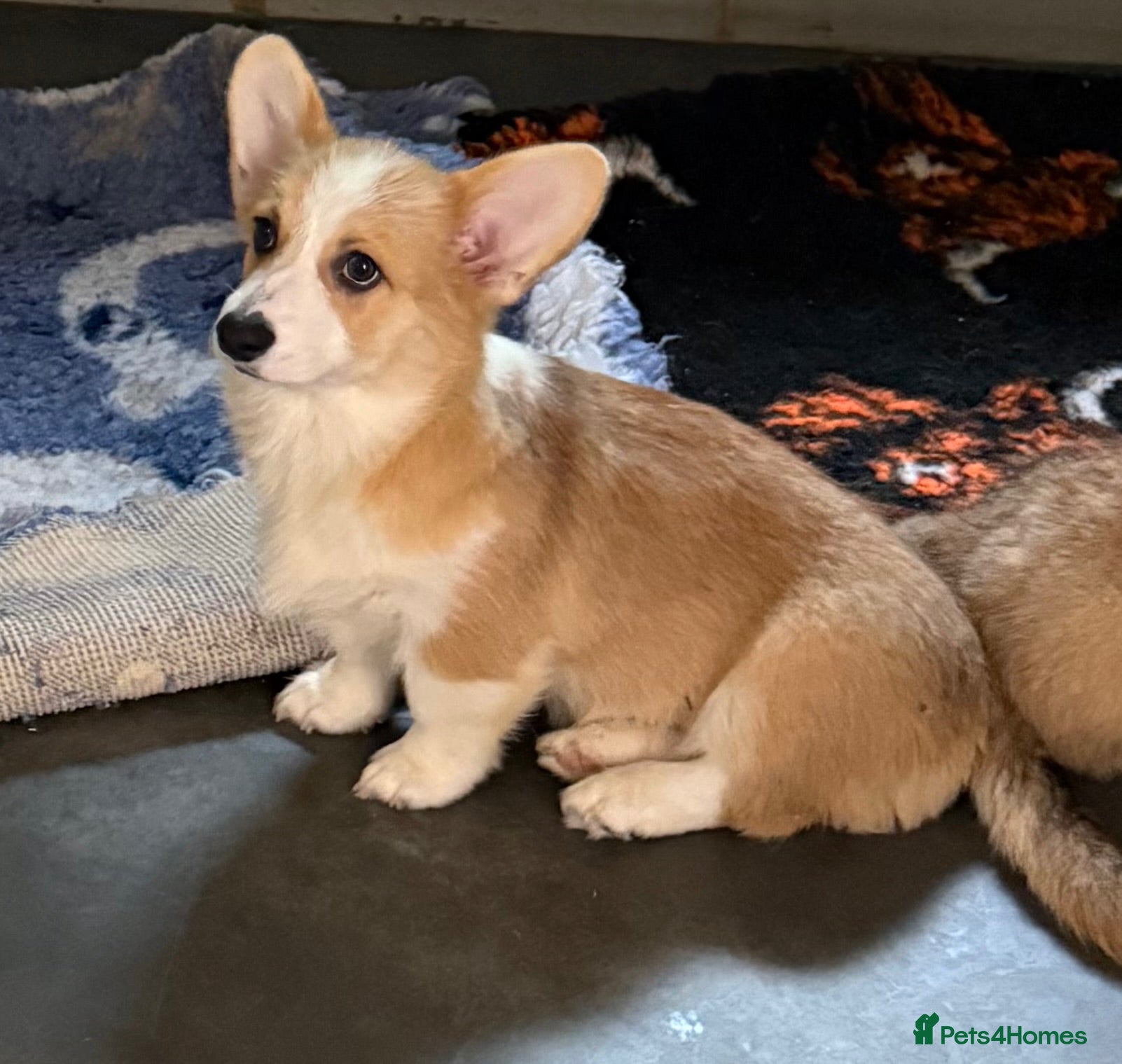 Welsh Corgi Pembroke dogs Stunning KC registered Corgi Pups - Advert 2