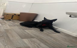 Mixed Breed dogs for sale: Malinoi x Dutch Herder - Advert 2