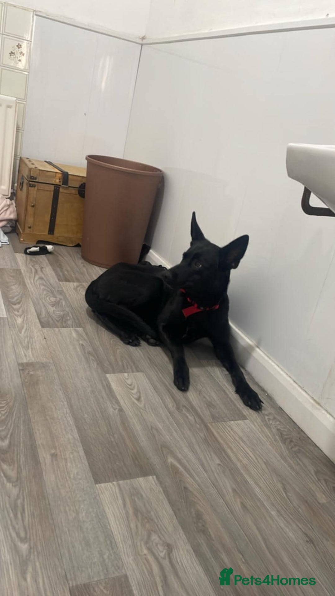 Mixed Breed dogs for sale: Malinoi x Dutch Herder - Advert 2