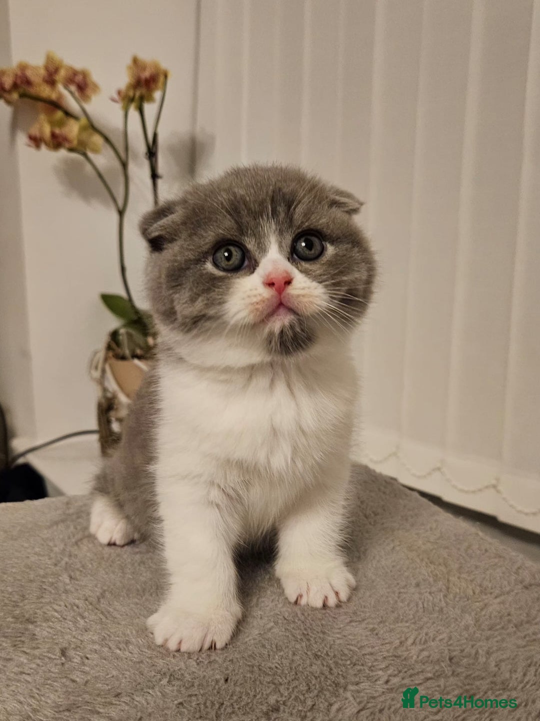 Scottish Fold cats for sale: Scottish Fold Kittens  - Advert 5