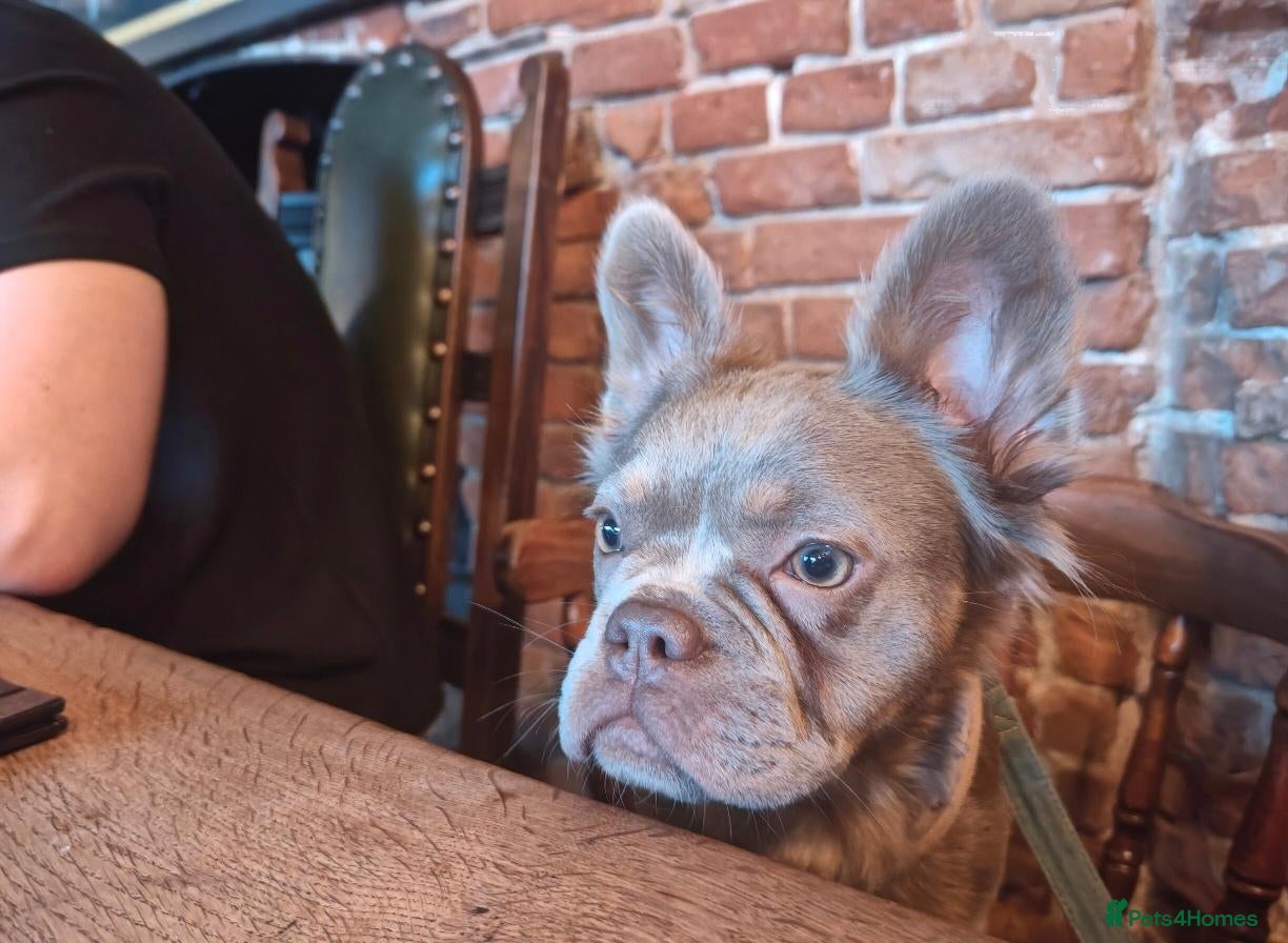 French Bulldog dogs for sale: Female Fluffy French Bulldog  - Advert 1