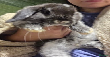 Mini Lop rabbits 1 Beautiful minilop left 1 female available  - Advert 11