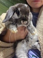 Mini Lop rabbits 1 Beautiful minilop left 1 female available - Advert 11
