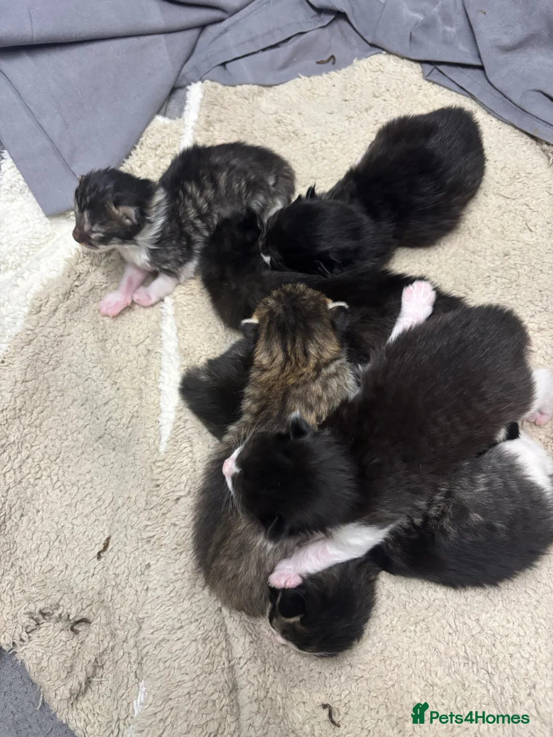 British Shorthair cats for sale: Beautiful kittens  - Advert 2