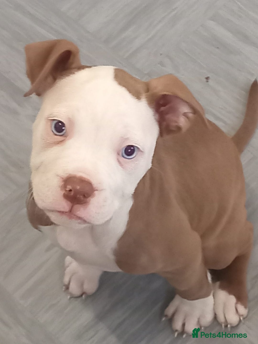 Alapaha Blue Blood Bulldog dogs for sale: Alaphas  - Advert 2