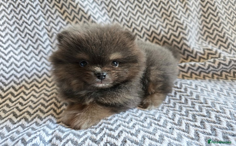 Pomeranian dogs - Advert 2