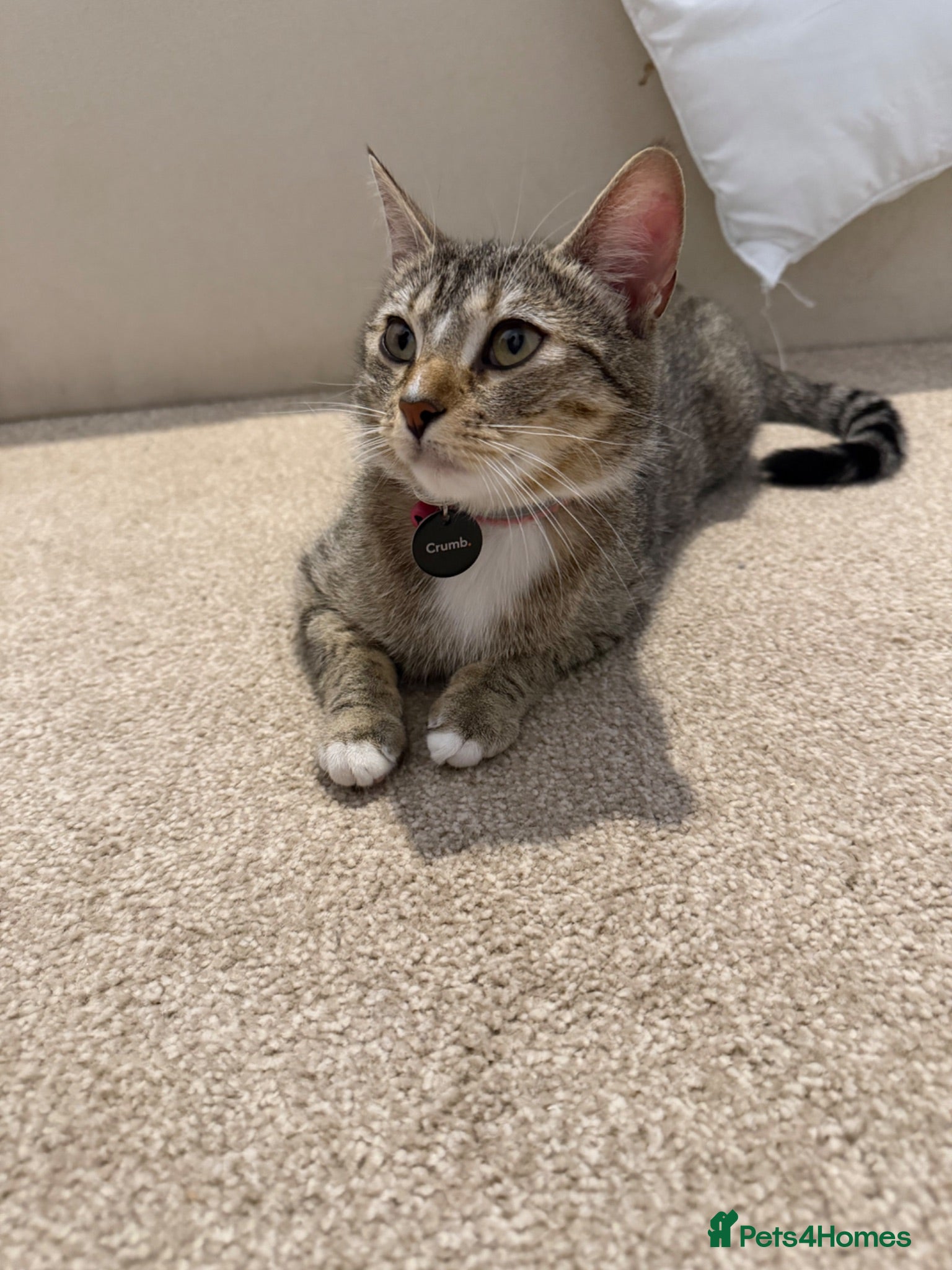 Domestic Shorthair cats Kittens  Reserve Now for Their Forever Homes - Advert 2