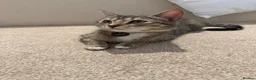 Domestic Shorthair cats for sale: Kittens  Reserve Now for Their Forever Homes - Advert 1