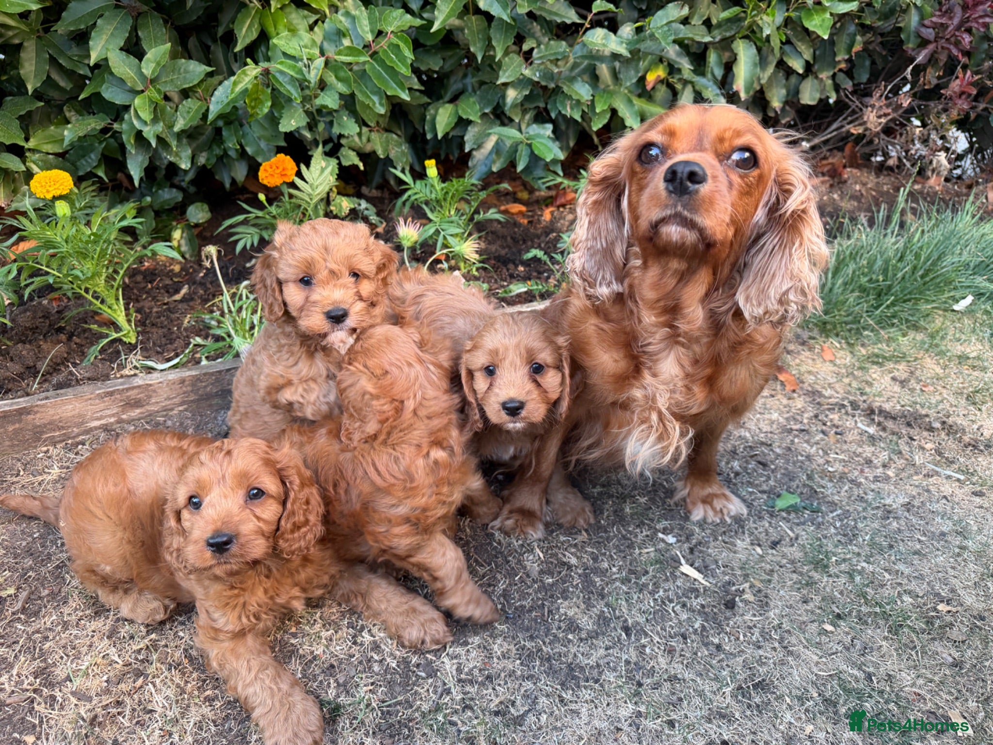 Cavapoo dogs Cavapoos, 🐶 ready 31st - Advert 1