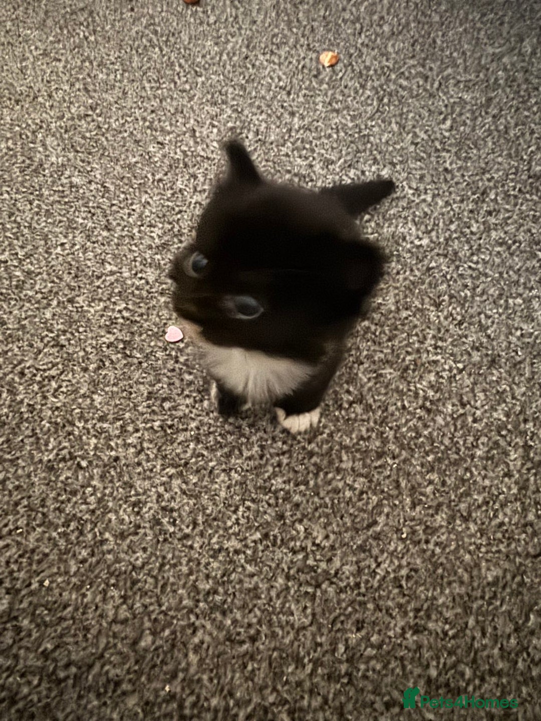Mixed Breed cats for sale: Fluffy kittens - Image 8