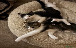 Mixed Breed cats for sale: Two beautiful boys ready for a new home  - Image 6