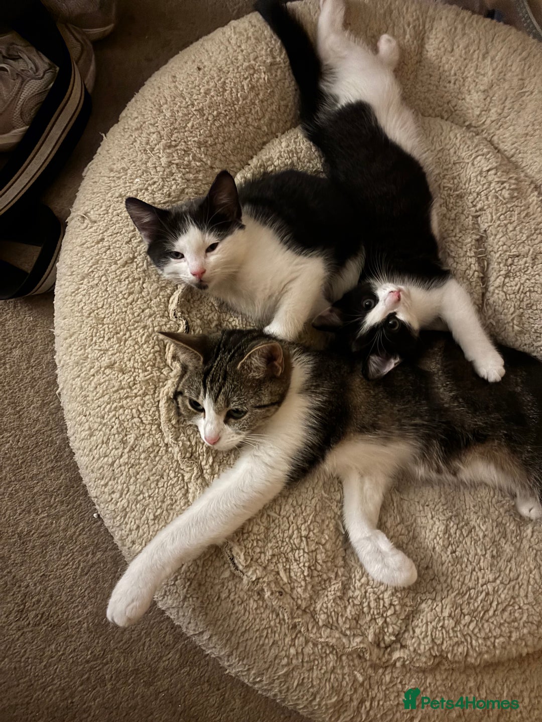 Mixed Breed cats for sale: Two beautiful boys ready for a new home  - Image 6
