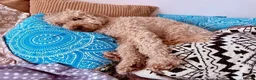 Australian Labradoodle dogs for sale: Multigenerational Australian Labradoodle  in Leicester - Advert 8