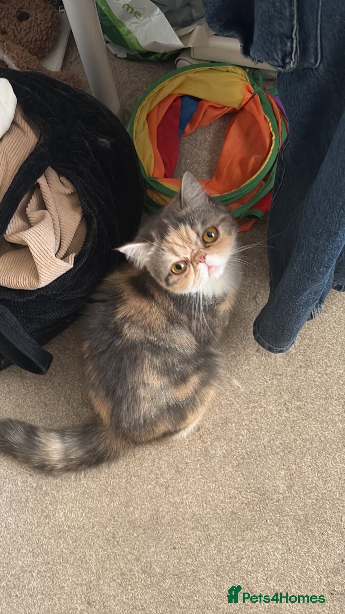 Exotic cats Anya (female) - Advert 1