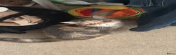 Exotic cats for sale: Anya (female) - Advert 1
