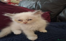 Ragdoll cats for sale: Beautiful Ragdoll x British long hair kittens  - Image 4