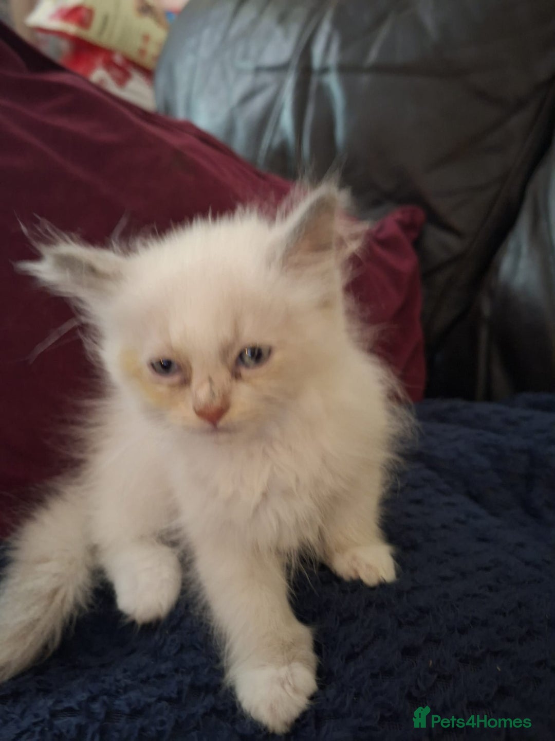 Ragdoll cats for sale: Beautiful Ragdoll x British long hair kittens  - Image 4
