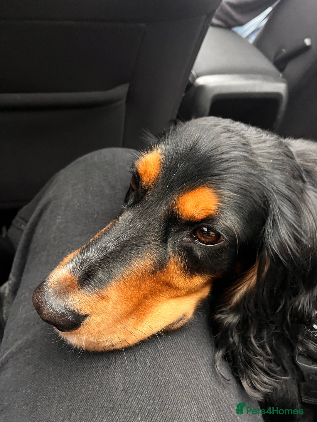 Cocker Spaniel dogs for sale: Ralph the Cocker Spaniel  - Advert 3