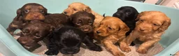 Cockapoo dogs for sale: Gorgeous cockatoo puppies  - Advert 13
