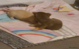 Chihuahua dogs for sale: Smooth coat chihuahuas - Image 6