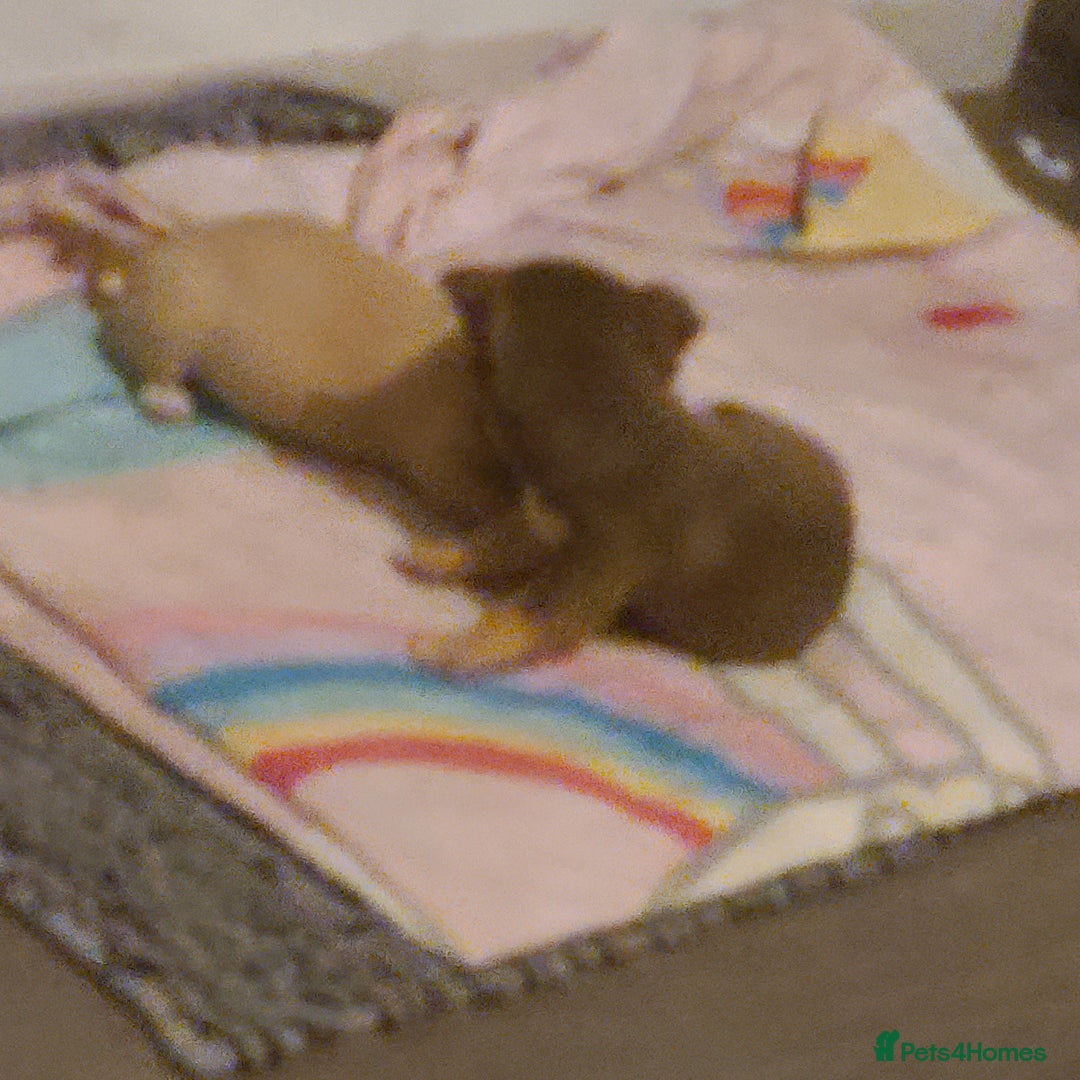 Chihuahua dogs for sale: Smooth coat chihuahuas - Image 6