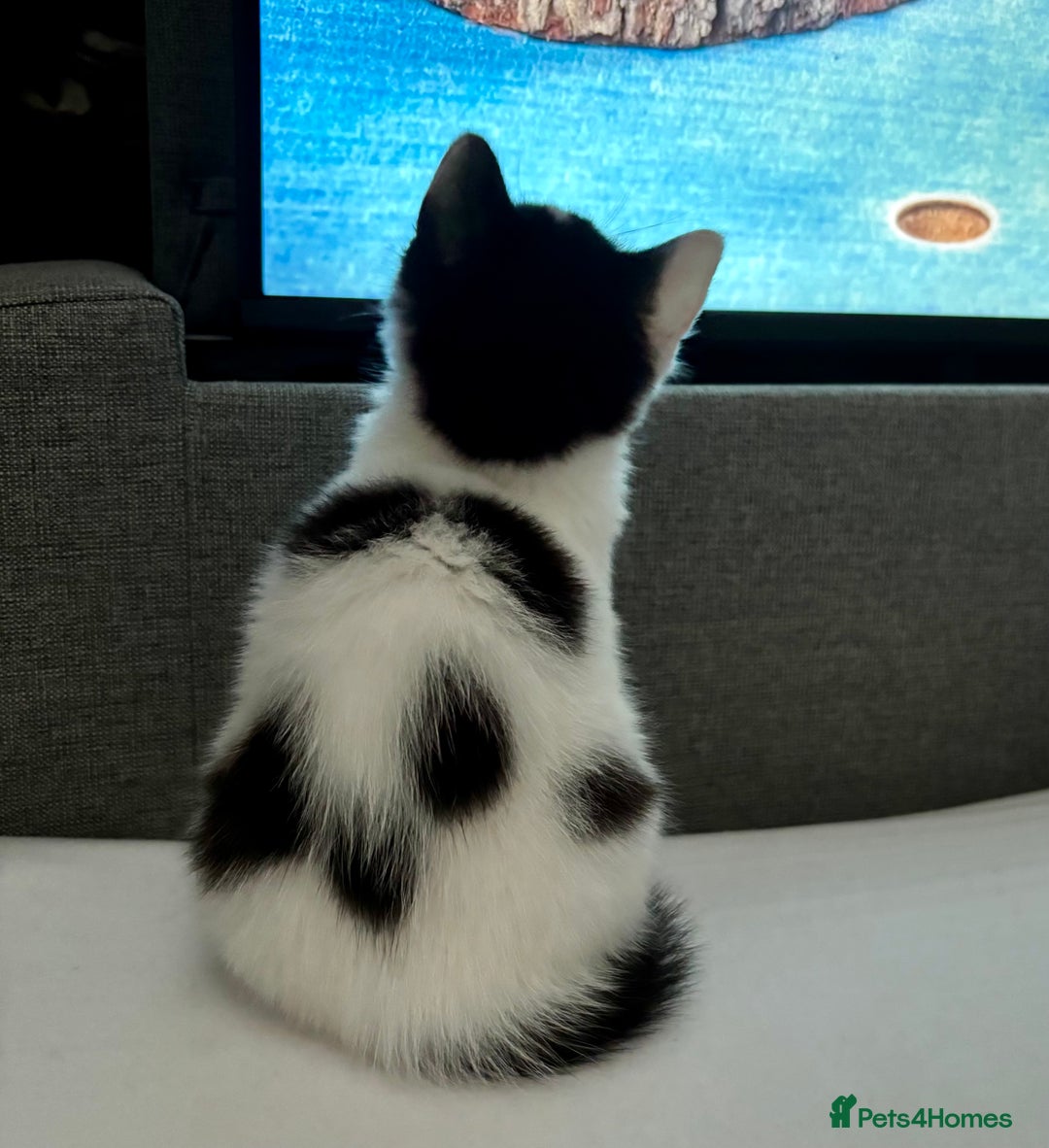 Mixed Breed cats for sale: 2 girl babies left 🐱❤️ £150 for two. 💞 - Image 12