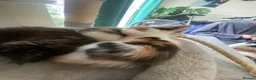 Mixed Breed cats for sale: Affectionate handled kittens - Advert 6