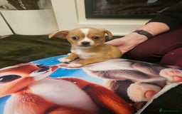 Mixed Breed dogs for sale: Chilliers pup girl - Image 4