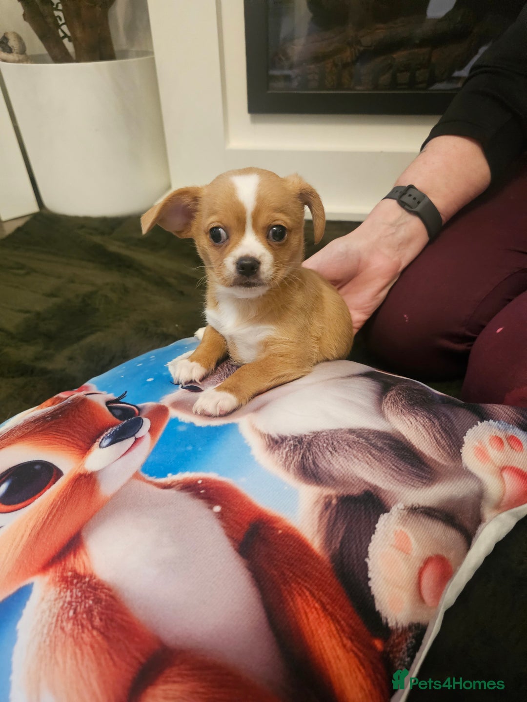 Mixed Breed dogs for sale: Chilliers pup girl - Image 4