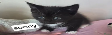Maine Coon Kitten 4