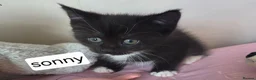 Maine Coon cats for sale: Mainecoon x babies ready now - Advert 15