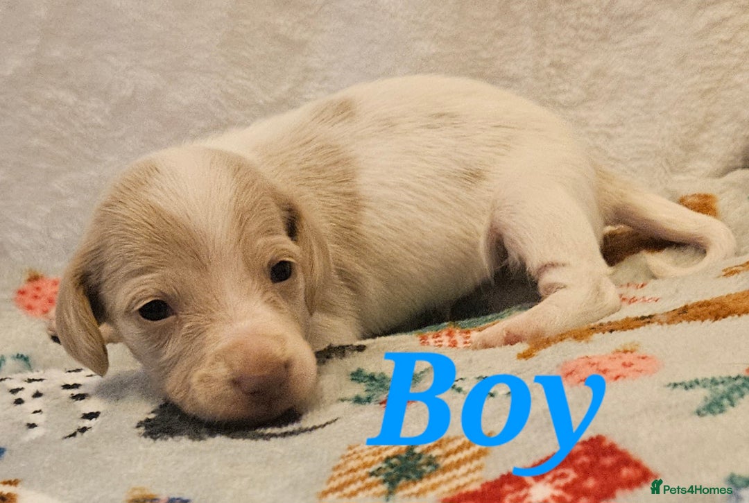 Miniature Dachshund dogs for sale: Beautiful kc miniature Dachshund puppies  - Advert 6