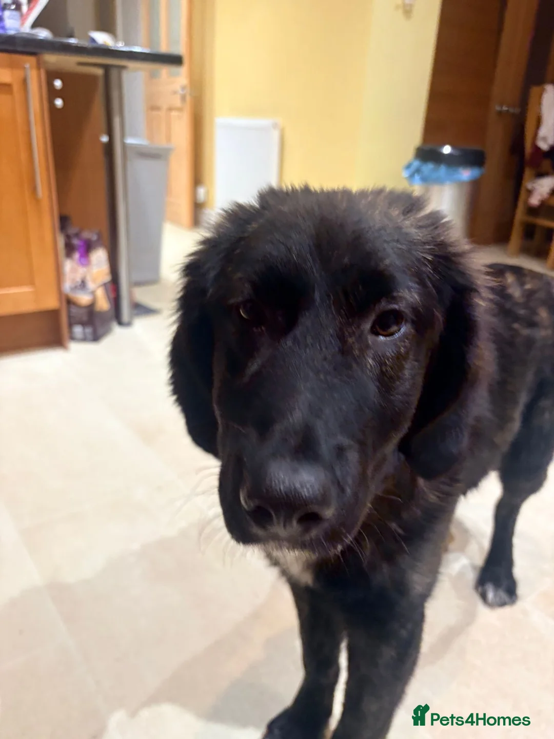 Mixed Breed dogs for adoption: Toff 9 month, medium Macedonian Rescue girl - Advert 1