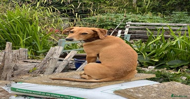 Mixed Breed dogs - Advert 14
