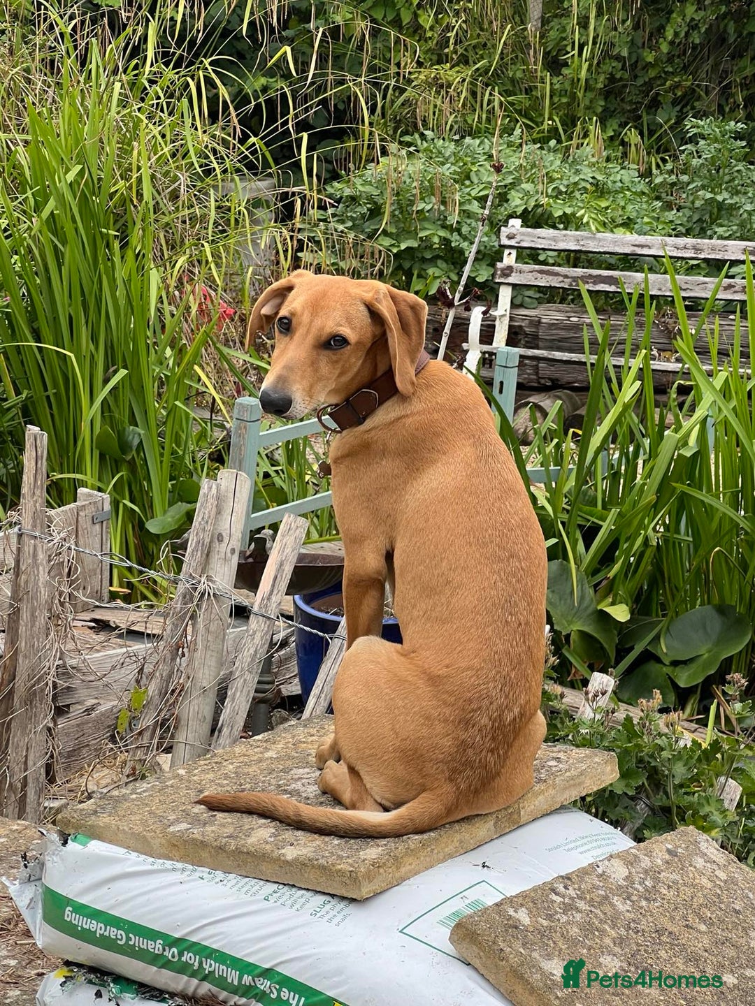 Mixed Breed dogs for adoption: Sweet and loveable Honey, 5 months old - Image 2