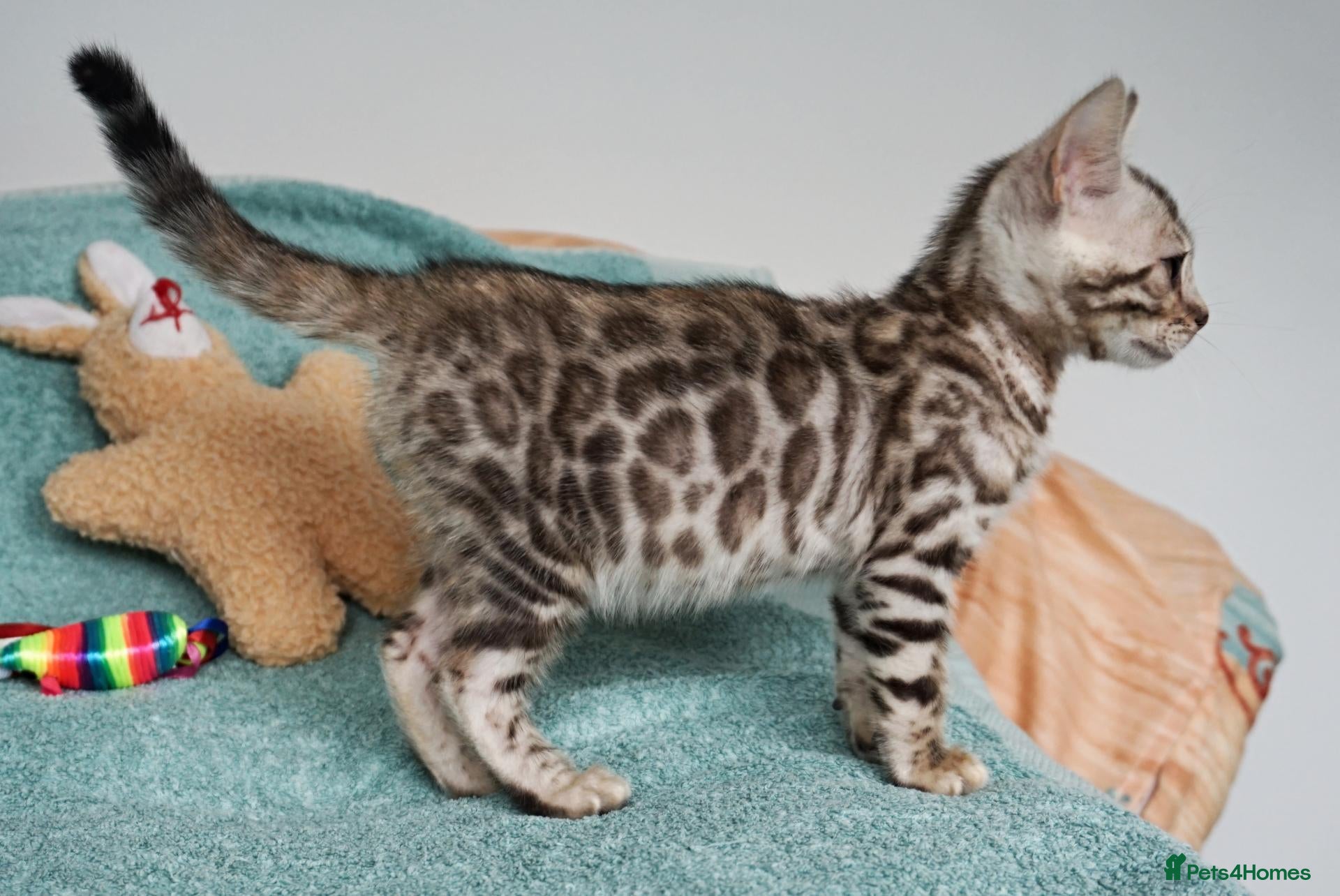 Bengal cats Gorgeous Bengal Girl Kitten - Advert 14