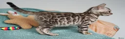 Bengal cats for sale: Gorgeous Bengal Girl Kitten - Advert 10