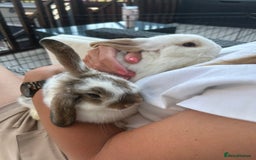 Mini Lop rabbits for sale: Beautiful mini lop Babies  - Image 4