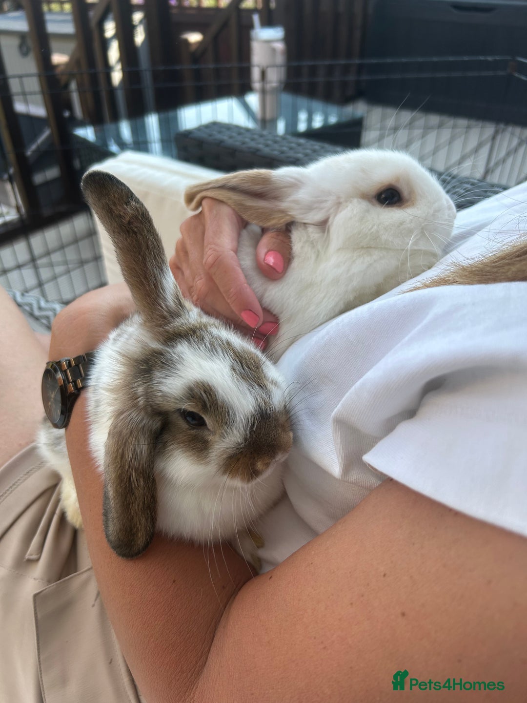 Mini Lop rabbits for sale: Beautiful mini lop Babies  - Image 4