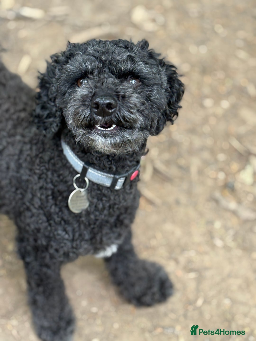 Cavapoo dogs for sale: Beautiful cavapoo puppies from a family home - Image 1