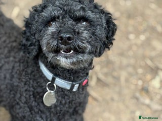 Cavapoo dogs for sale - Advert 1