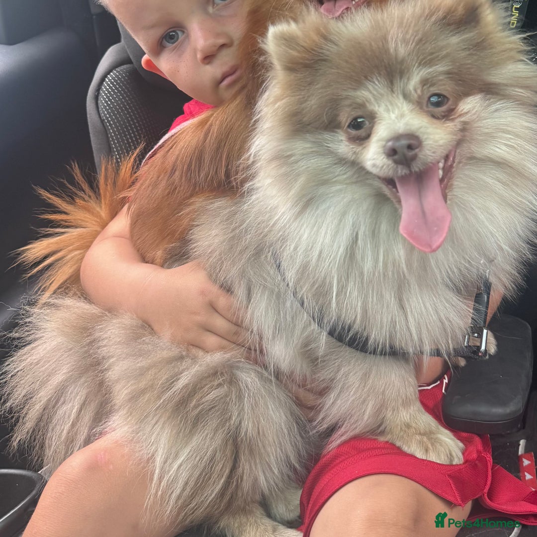 Pomeranian dogs for sale: CHOCOLATE FLUFFY PUPS - Advert 7