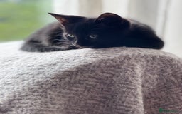 Mixed Breed cats for sale: 10 week black male vaccinated (female reserved) - Image 1