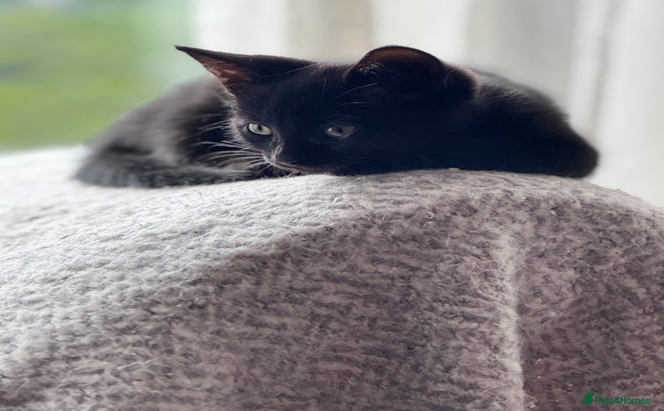 Mixed Breed cats - Advert 15