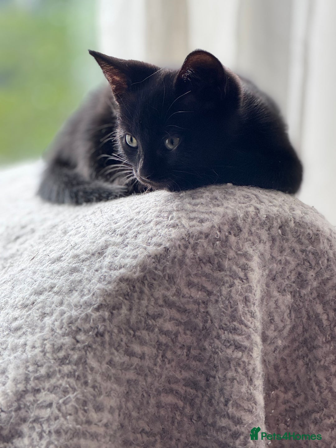 Mixed Breed cats for sale: 10 week black male vaccinated (female reserved) - Image 1