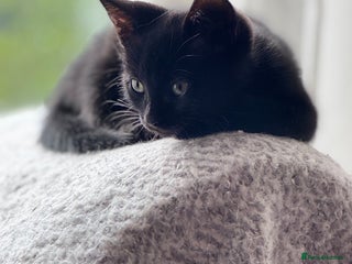 Mixed Breed cats - Advert 3