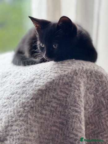 Mixed Breed cats - Advert 16