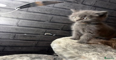 British Shorthair cats - Advert 2
